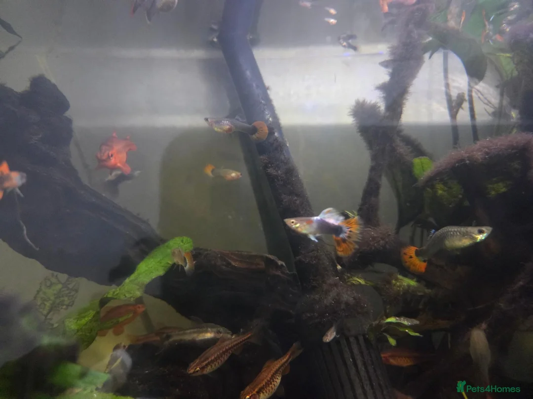 Rainbow Fish fish for sale: Mixed Guppies in Honiton - Advert 4