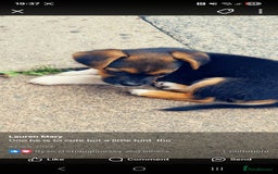 Mixed Breed dogs for sale: Theo, cavalier × chihuahua× jack Russell  - Image 7