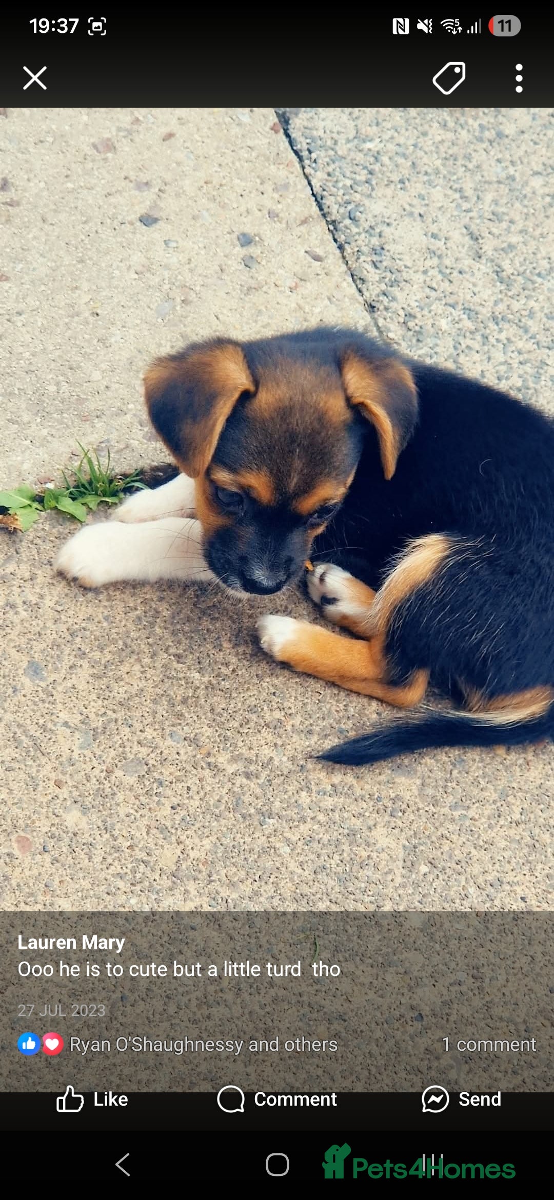 Mixed Breed dogs for sale: Theo, cavalier × chihuahua× jack Russell  - Image 7