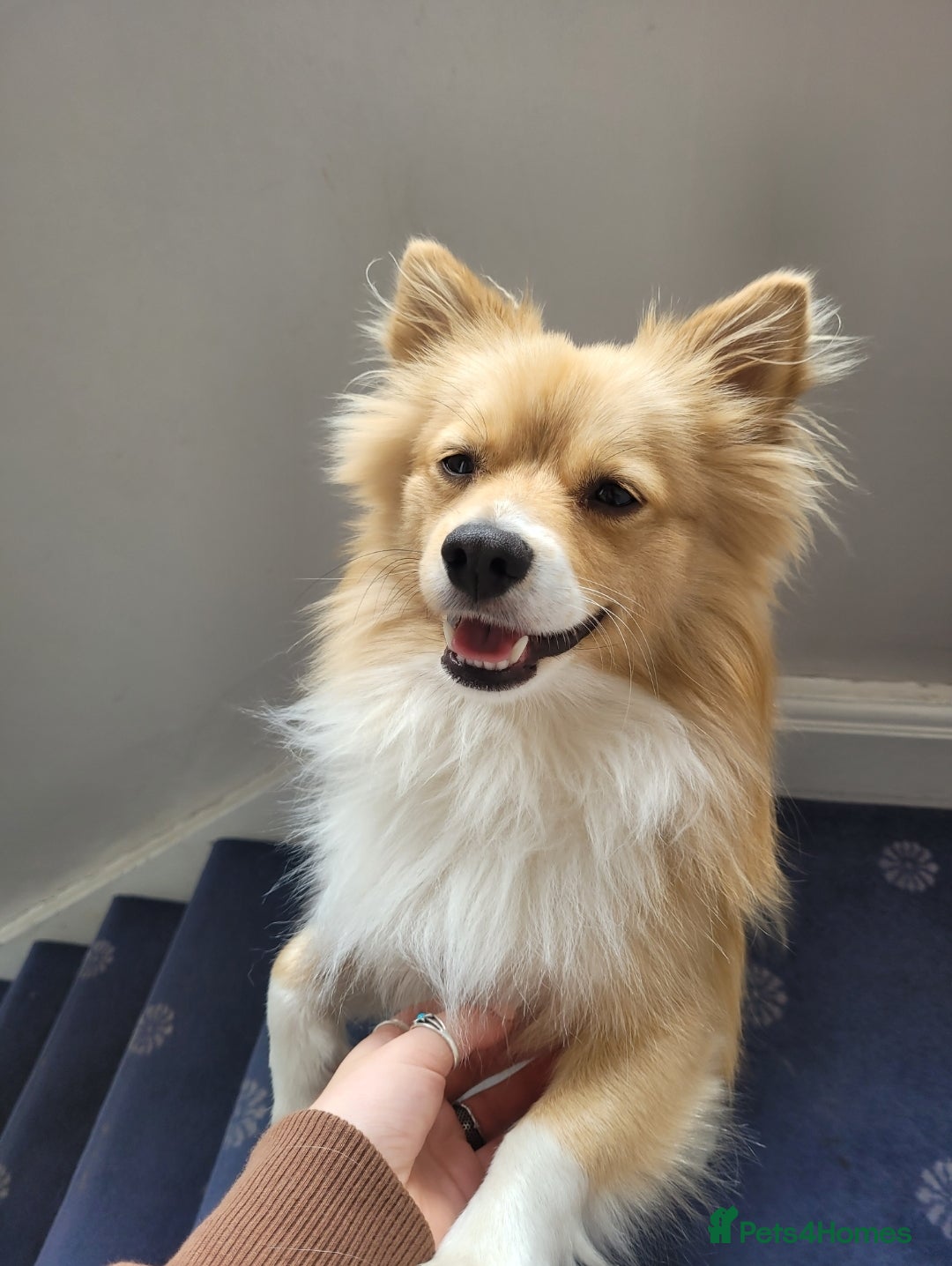 Pomeranian dogs for sale: Looking for my forever home ❤️ - Image 6