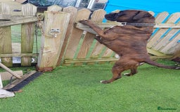 Boxer dogs for stud: Kc Registered and Heart scored Stud dog in Herne Bay - Image 1