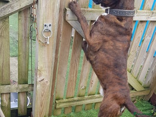 Boxer dogs in Herne Bay - Advert 2