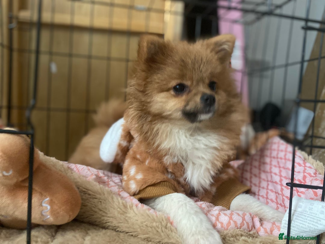 Mixed Breed dogs for sale: 2 Pomeranians girls for sale  - Advert 6
