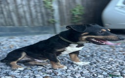 Jack Russell dogs for sale: Traditional pure jackrussell puppies  - Image 3