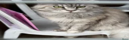 Maine Coon cats for sale: Maine coon girl looking for 5 star home  - Advert 5