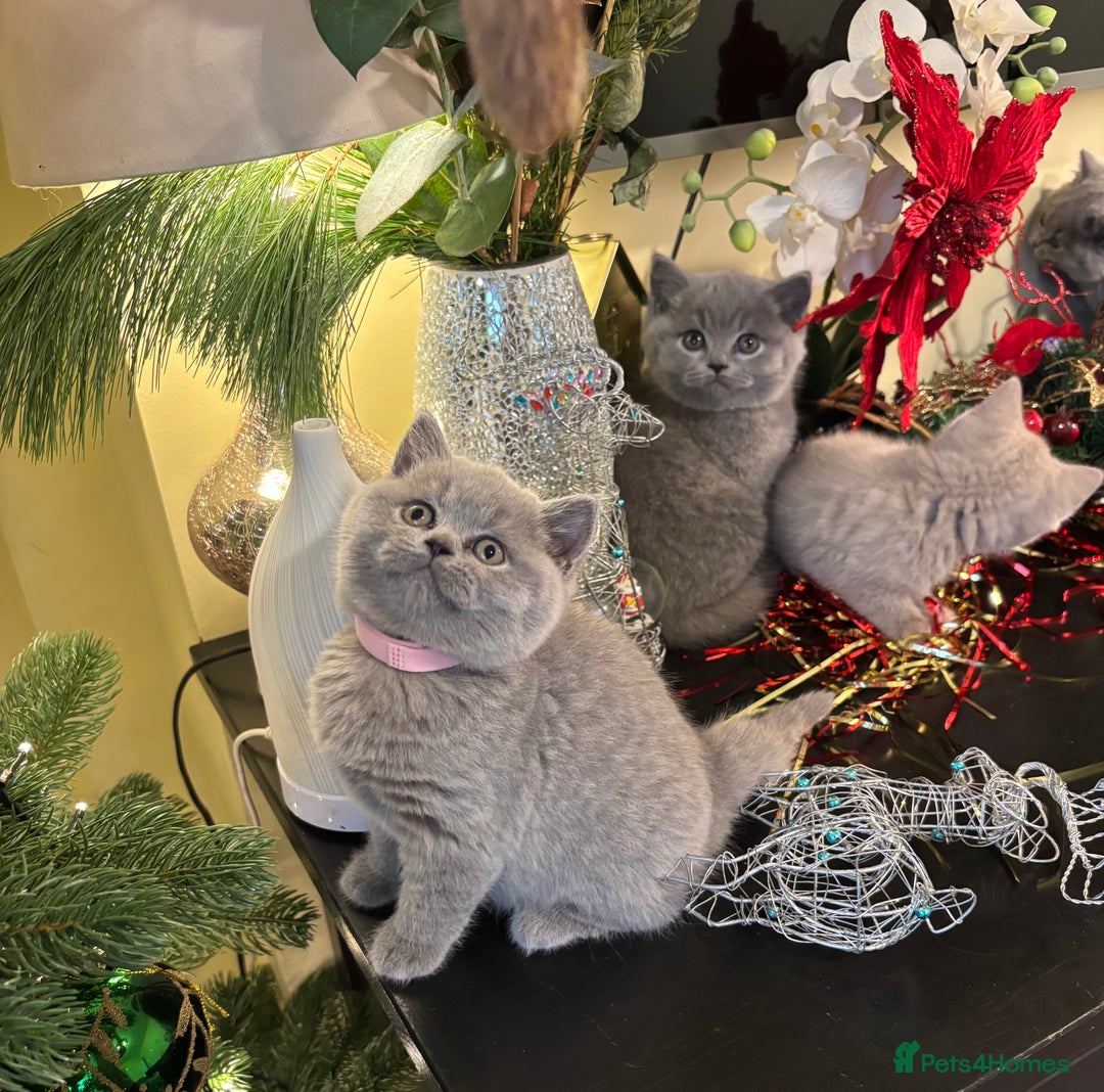 British Shorthair cats for sale: Full British shorthair kittens, London - Advert 16