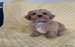 Maltipoo dogs for sale: WAITING LIST NOW OPEN Beautiful h/tested maltipoos - Image 1