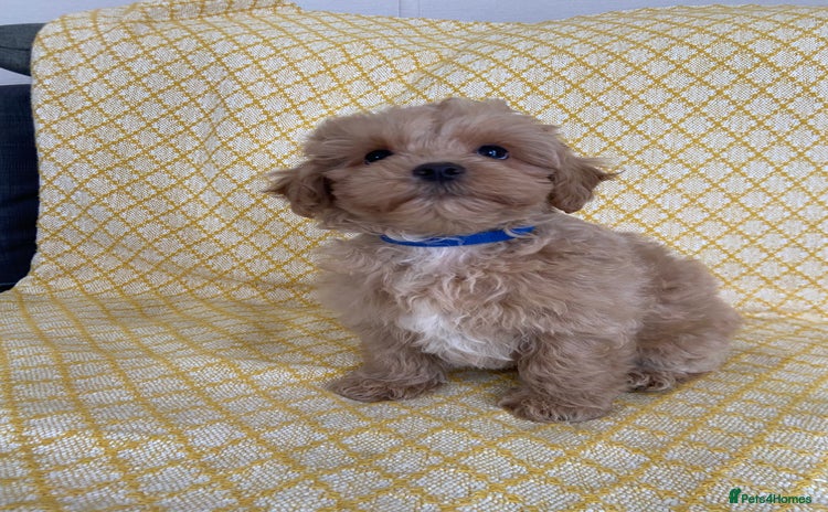 Maltipoo dogs - Advert 4