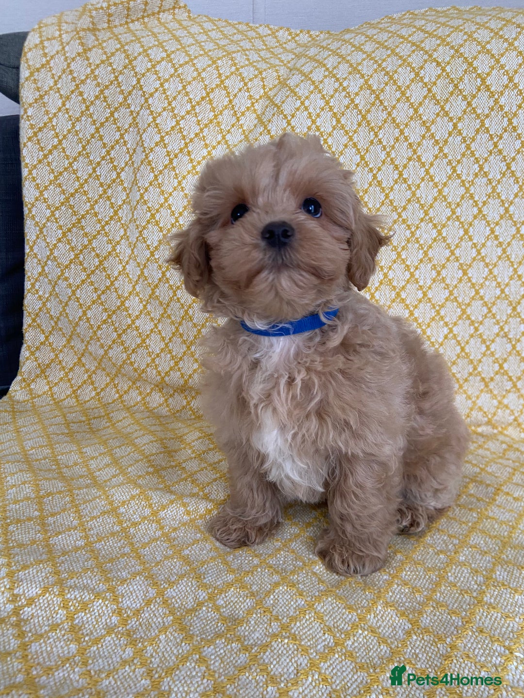 Maltipoo dogs for sale: WAITING LIST NOW OPEN Beautiful h/tested maltipoos - Image 1