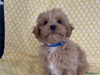 Maltipoo dogs - Advert 11
