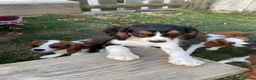 Cavalier King Charles Spaniel dogs for sale: Gorgeous chunky little puppies READY now - Advert 9