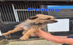 Border Terrier dogs for sale: Adult Female Border Terriers - Image 5