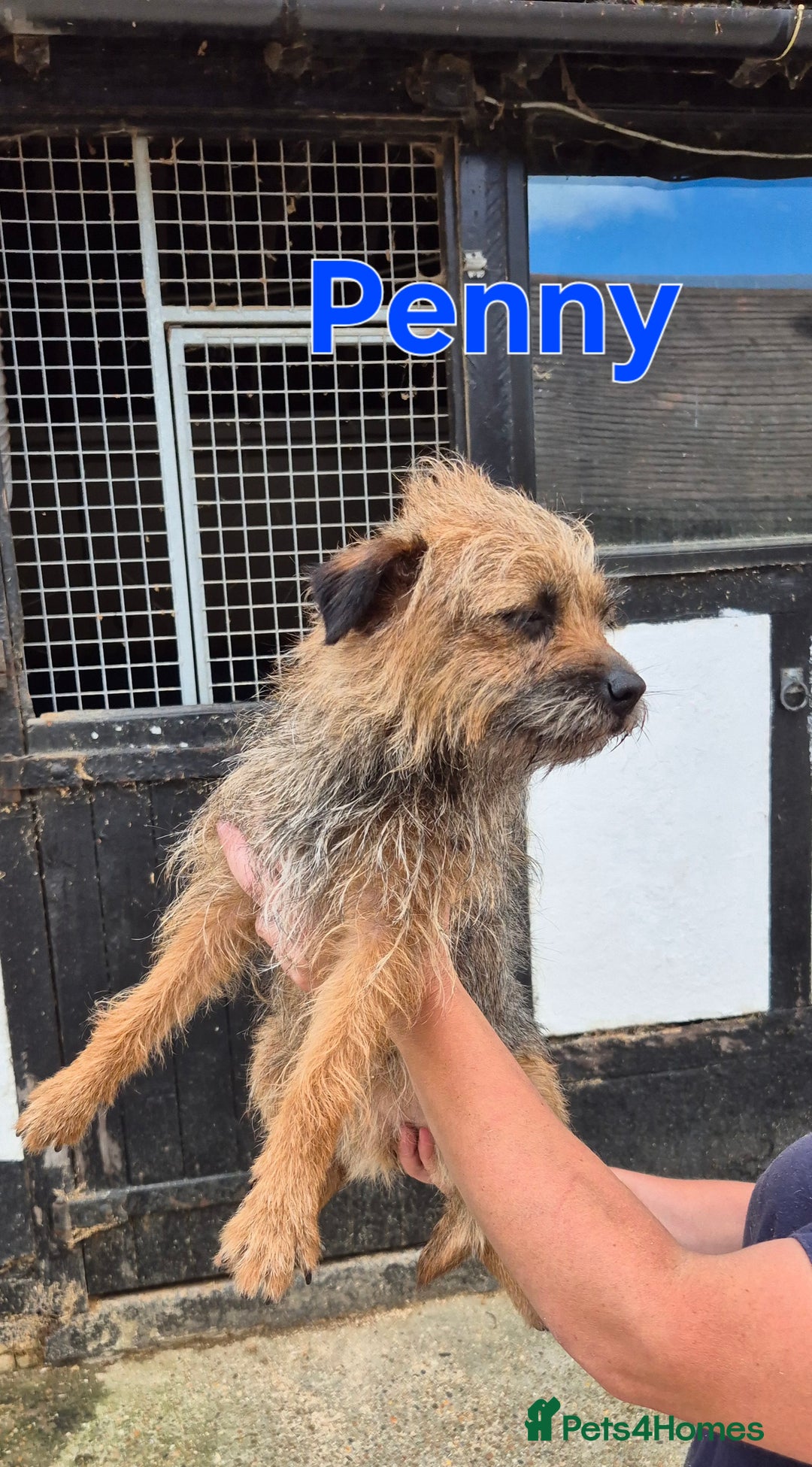 Border Terrier dogs for sale: Adult Female Border Terriers - Image 5