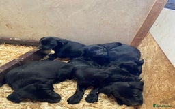 Borador dogs for sale: Beautiful Black Labrador X Border Collie Puppies  - Image 1
