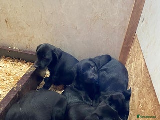 Borador dogs - Advert 7