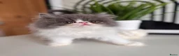 Exotic cats for sale: Exotic Persians  - Advert 22