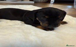 Dachshund dogs for sale: Dachshunds for sale   - Image 29