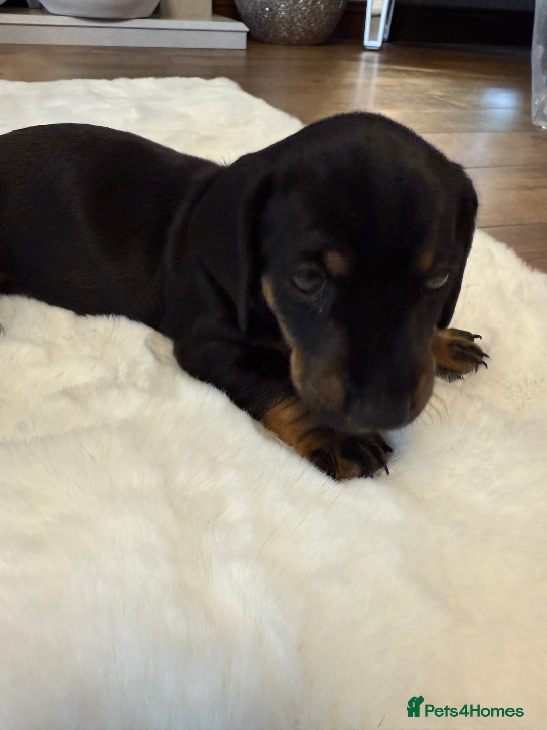 Dachshund dogs for sale: Dachshunds for sale   - Image 29