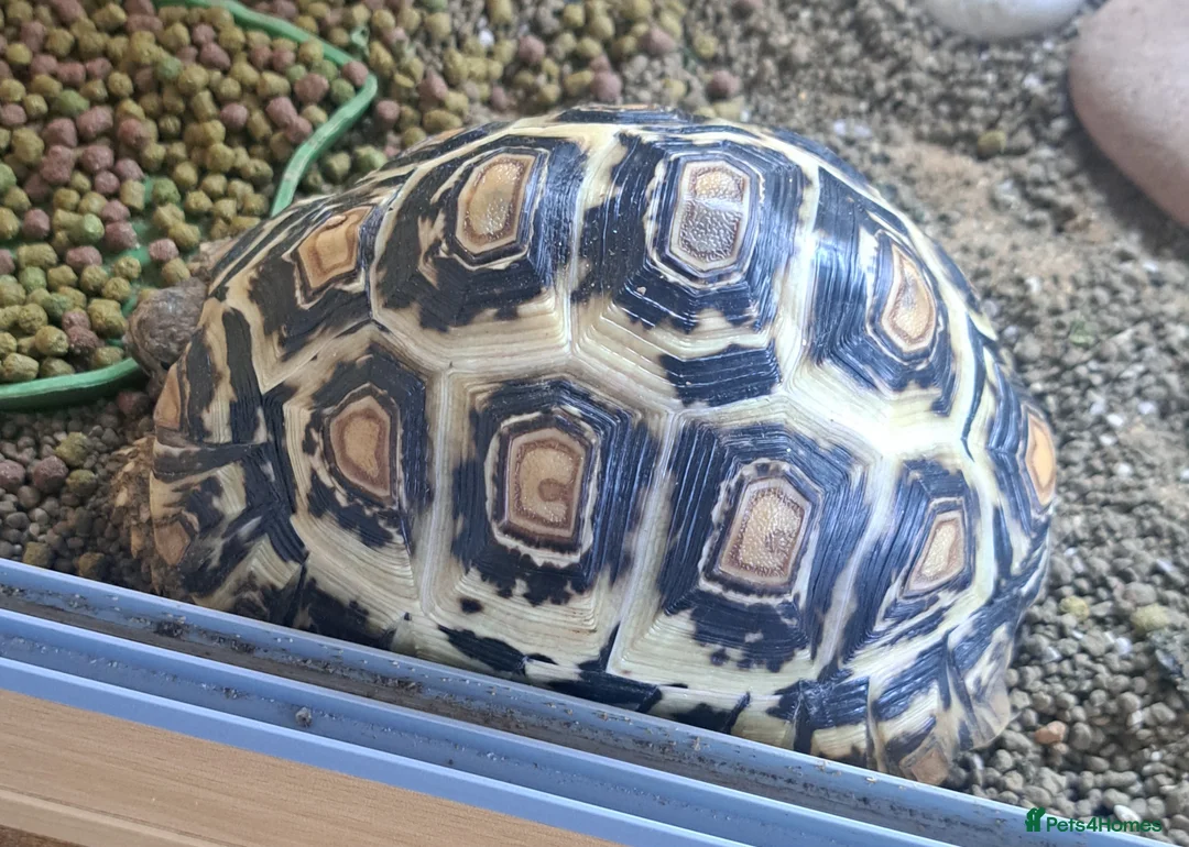 Tortoise reptiles for sale: Tortoise  in Bishop Auckland - Advert 2