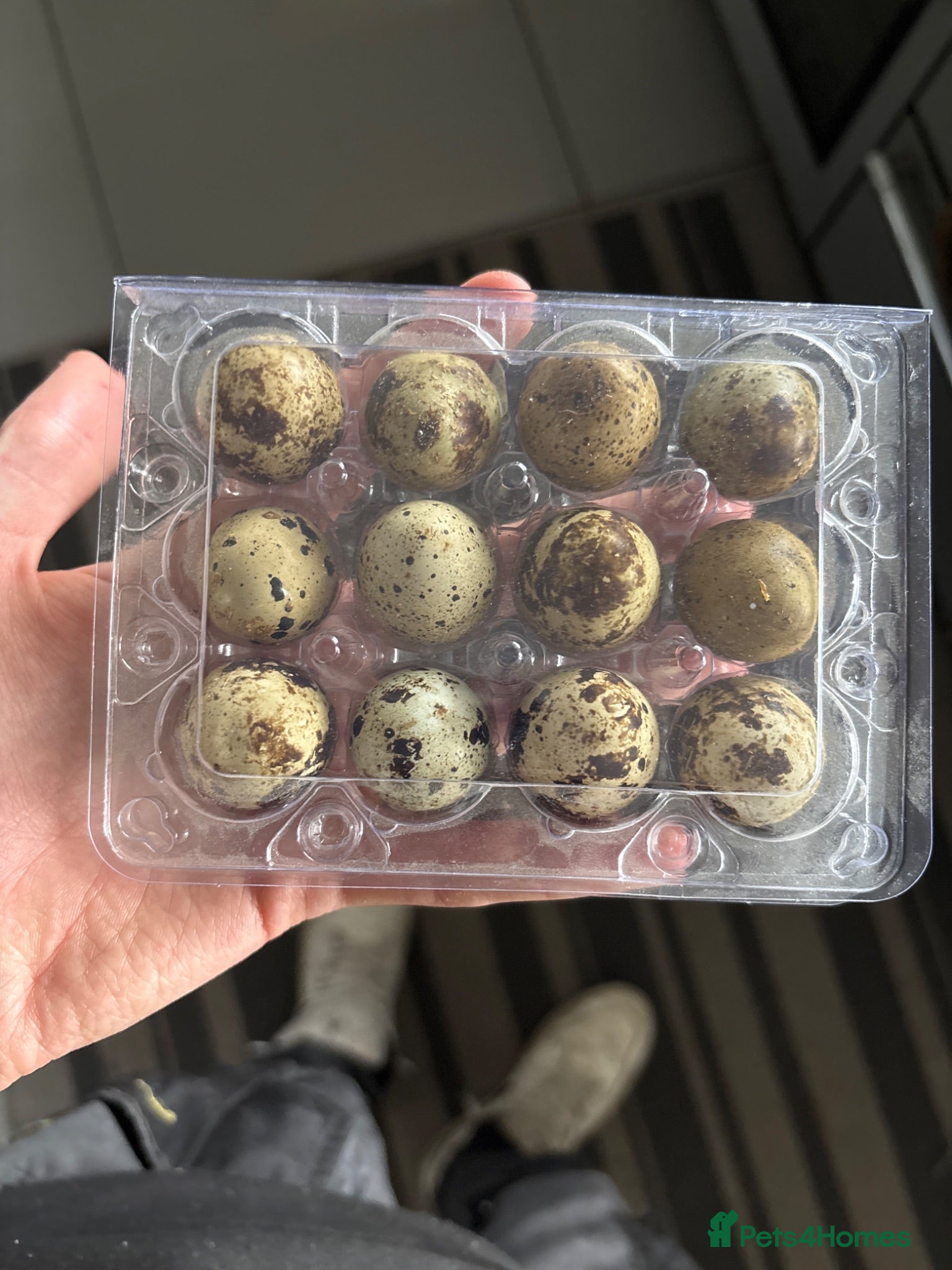 Quail poultry Courtnix jumbo quails eggs  - Advert 13
