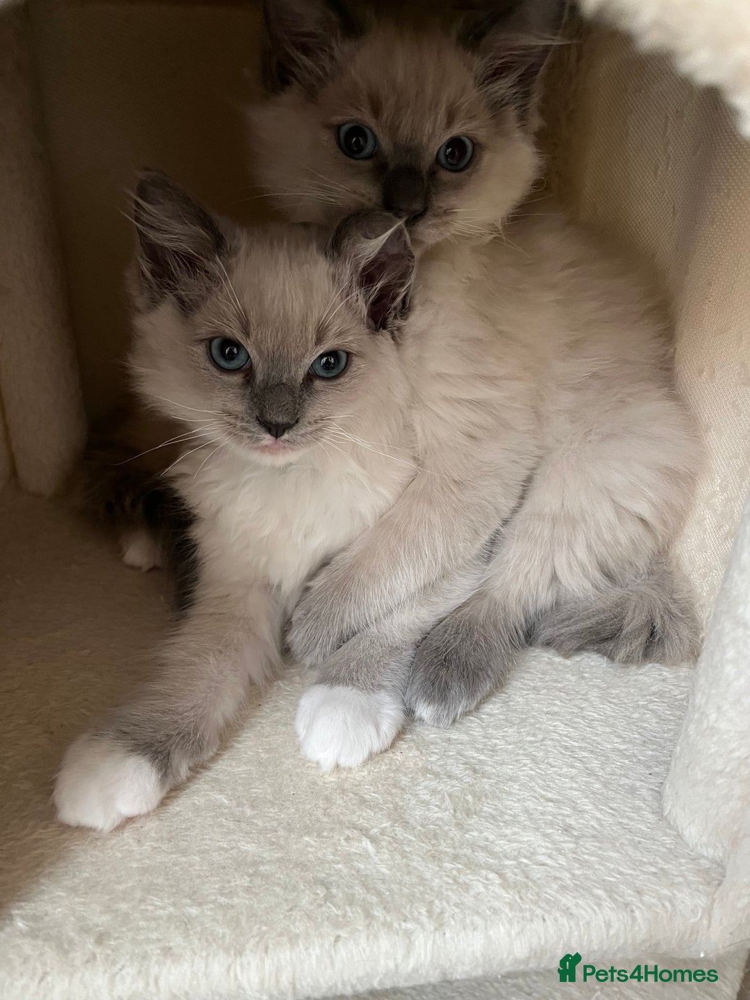 Ragdoll cats for sale: 2 Adorable Bluepoint boy Kittens left!  - Image 18