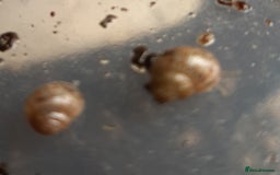 Snails invertebrates for sale: Giant African land snails (Achatina  fulica) - Image 8