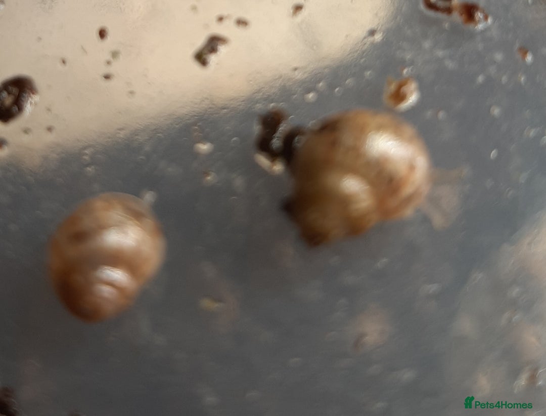 Snails invertebrates for sale: Giant African land snails (Achatina  fulica) - Image 8