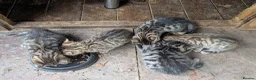 Mixed Breed cats for sale: Ready to leave... Gorgeous Bengal X Kittens - Advert 17