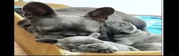 French Bulldog dogs for sale: Grey French Bulldog - Advert 3