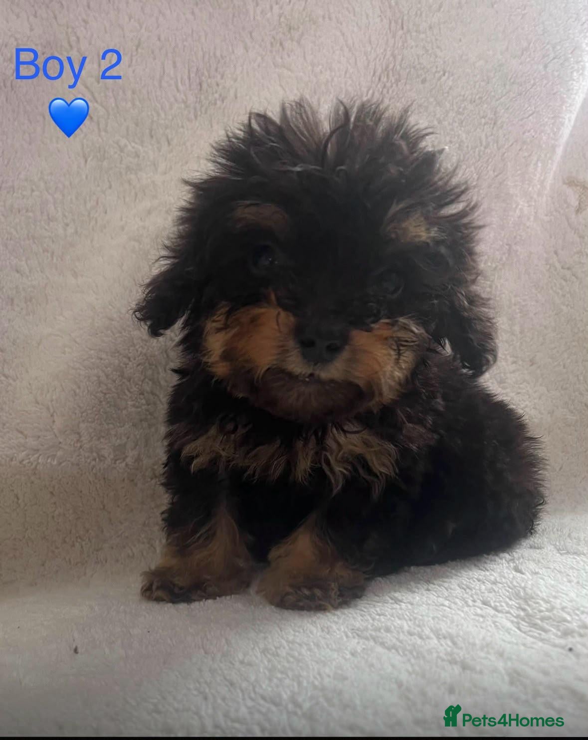 Cockapoo dogs Beautiful cockapoos ready now 😍  - Advert 10