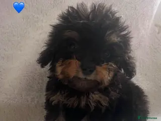 Cockapoo dogs Beautiful cockapoos ready now 😍 - Advert 2