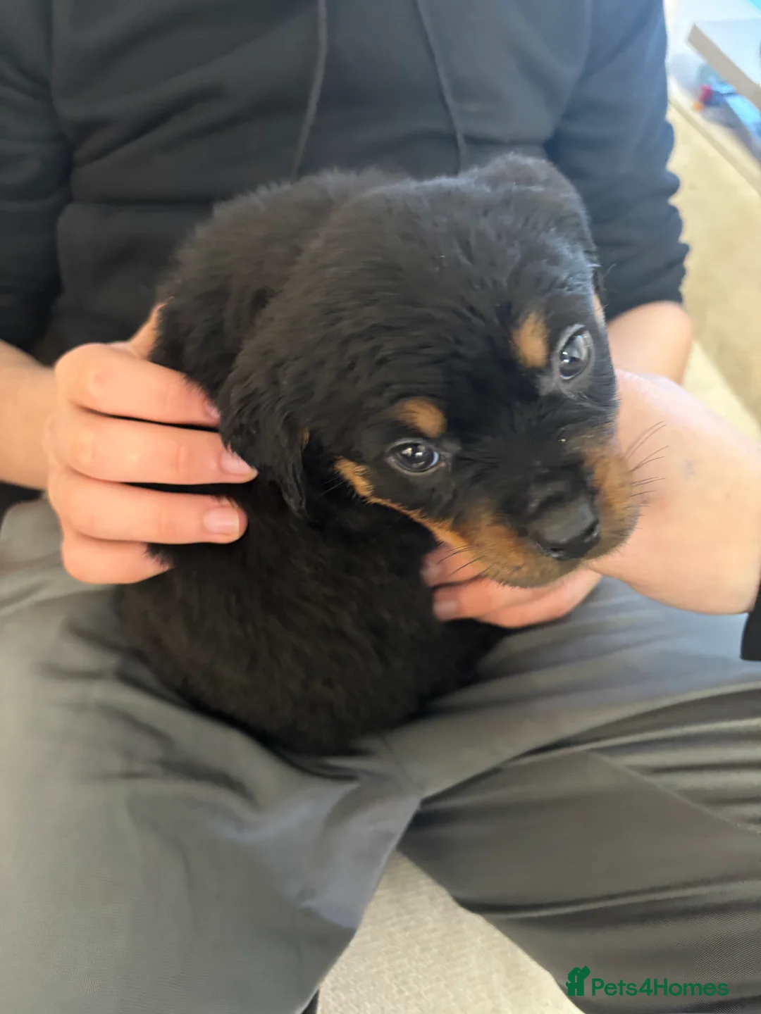 Rottweiler dogs for sale: 🐾🐶 beautifulRottweiler puppies 3 Girls Left🐶🐾 - Advert 15