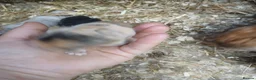 Mini Lop rabbits for sale: Waiting list for new bundles of joy  - Advert 13