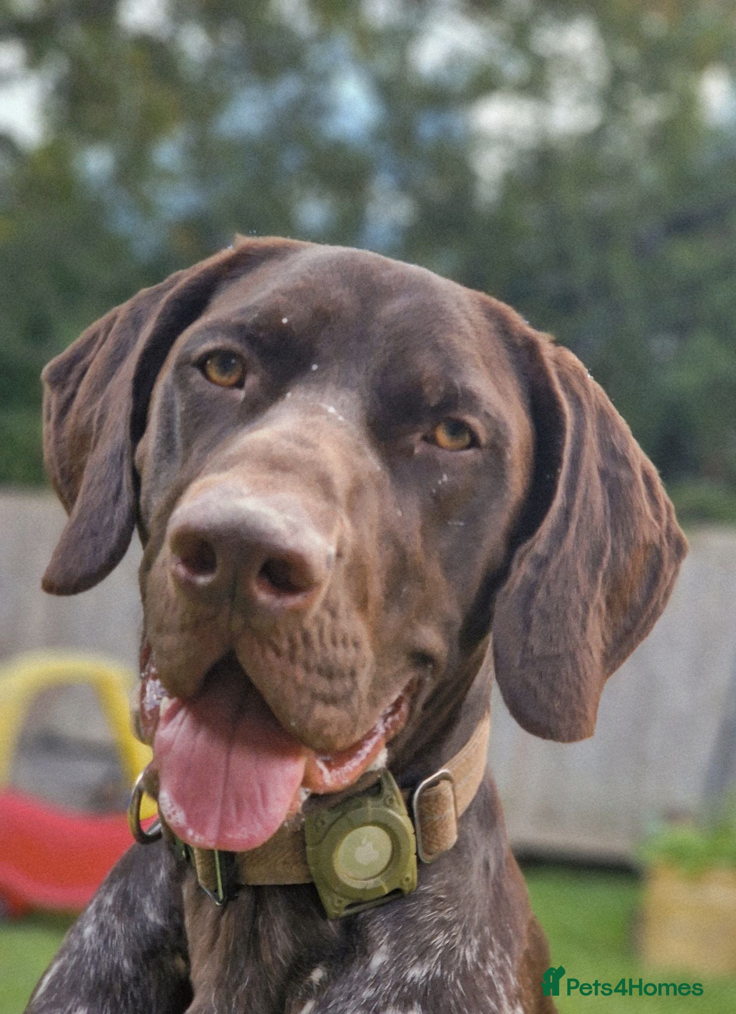 German Shorthaired Pointer dogs Our German Short Haired Pointer! - Advert 1