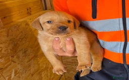 Labrador Retriever dogs for sale: Stunning kc registerd fox Red / Golders labradors  - Image 16
