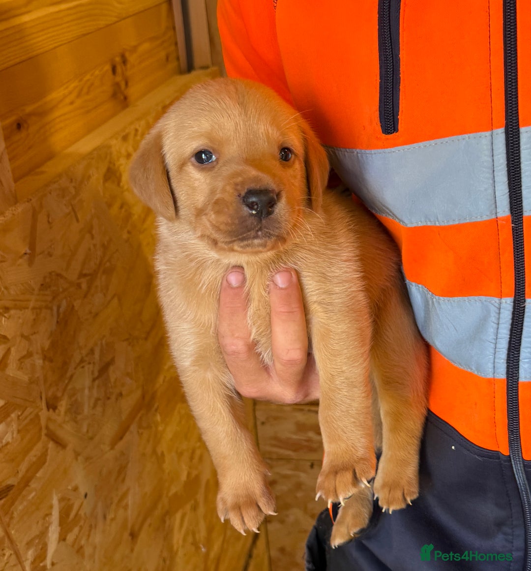 Labrador Retriever dogs for sale: Stunning kc registerd fox Red / Golders labradors  - Image 16