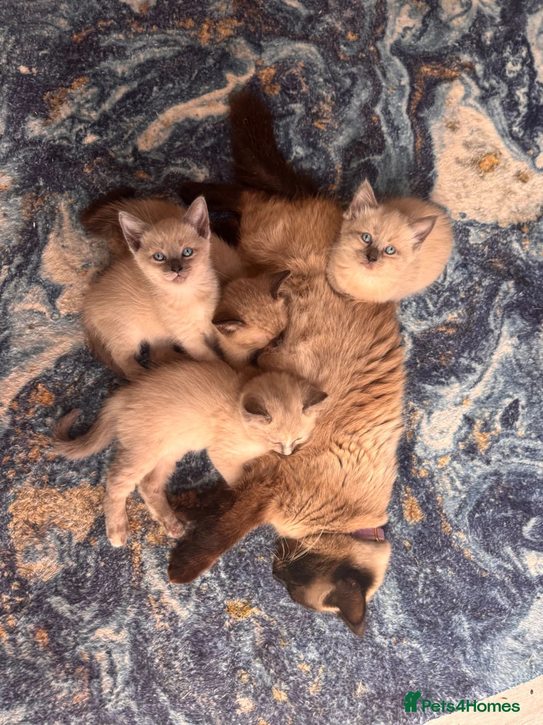 Ragamese cats for sale: Stunning ragamese kittens  - Advert 1