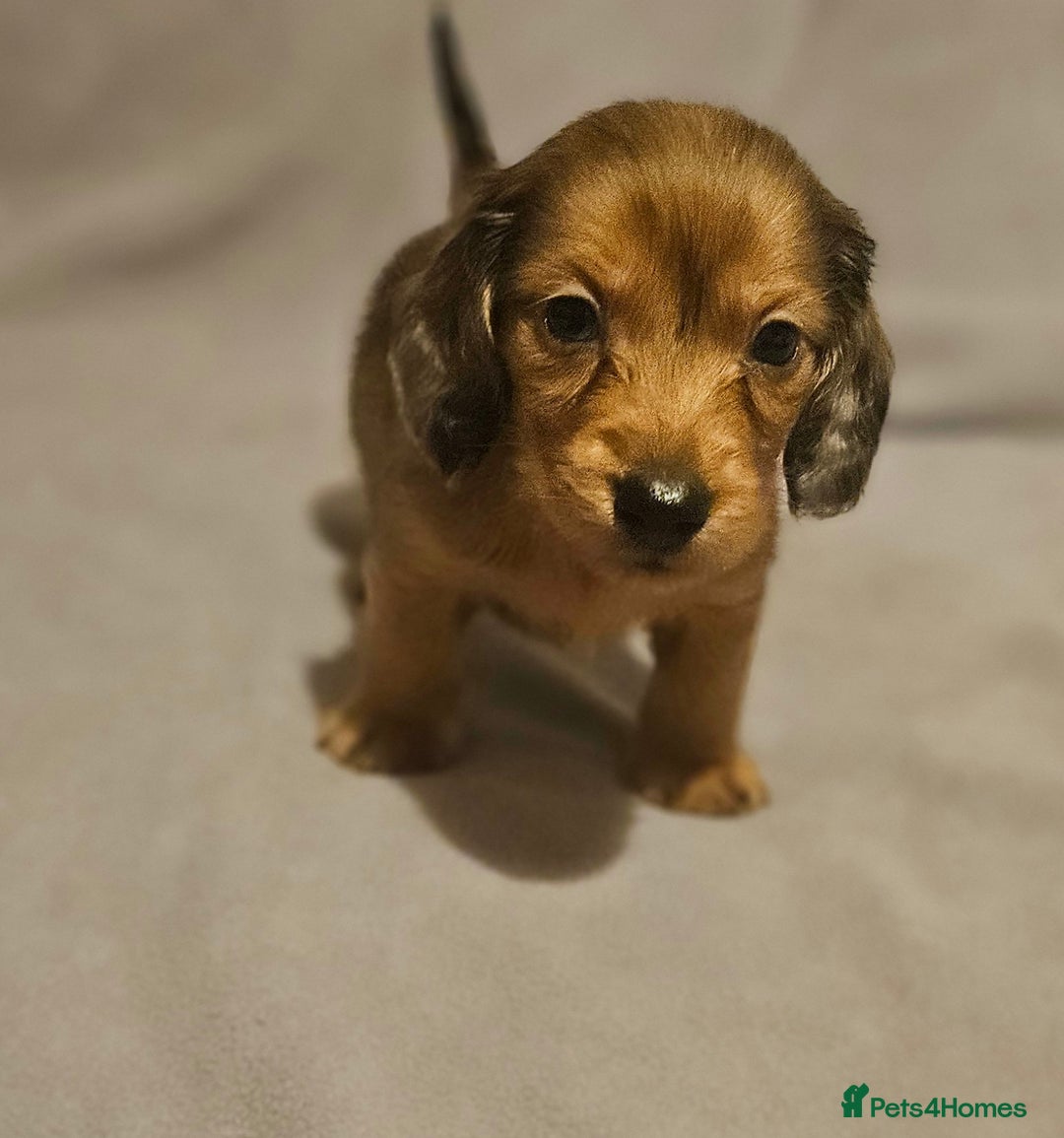 Miniature Dachshund dogs for sale: Longhaired miniature puppies - Advert 12