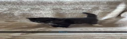 Mixed Breed cats for sale: Adorable kittens for sale, ready now, M+F in Barnsley - Advert 3