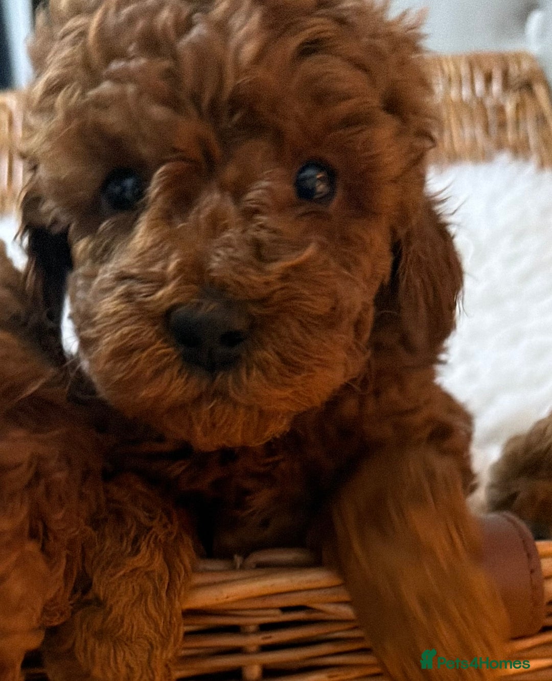 Toy Poodle dogs for sale: Stunning Deep Red Toy poodle puppies  - Advert 11