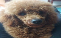 Miniature Poodle dogs for stud: K.C. Reg Miniture Poodle  - Image 12