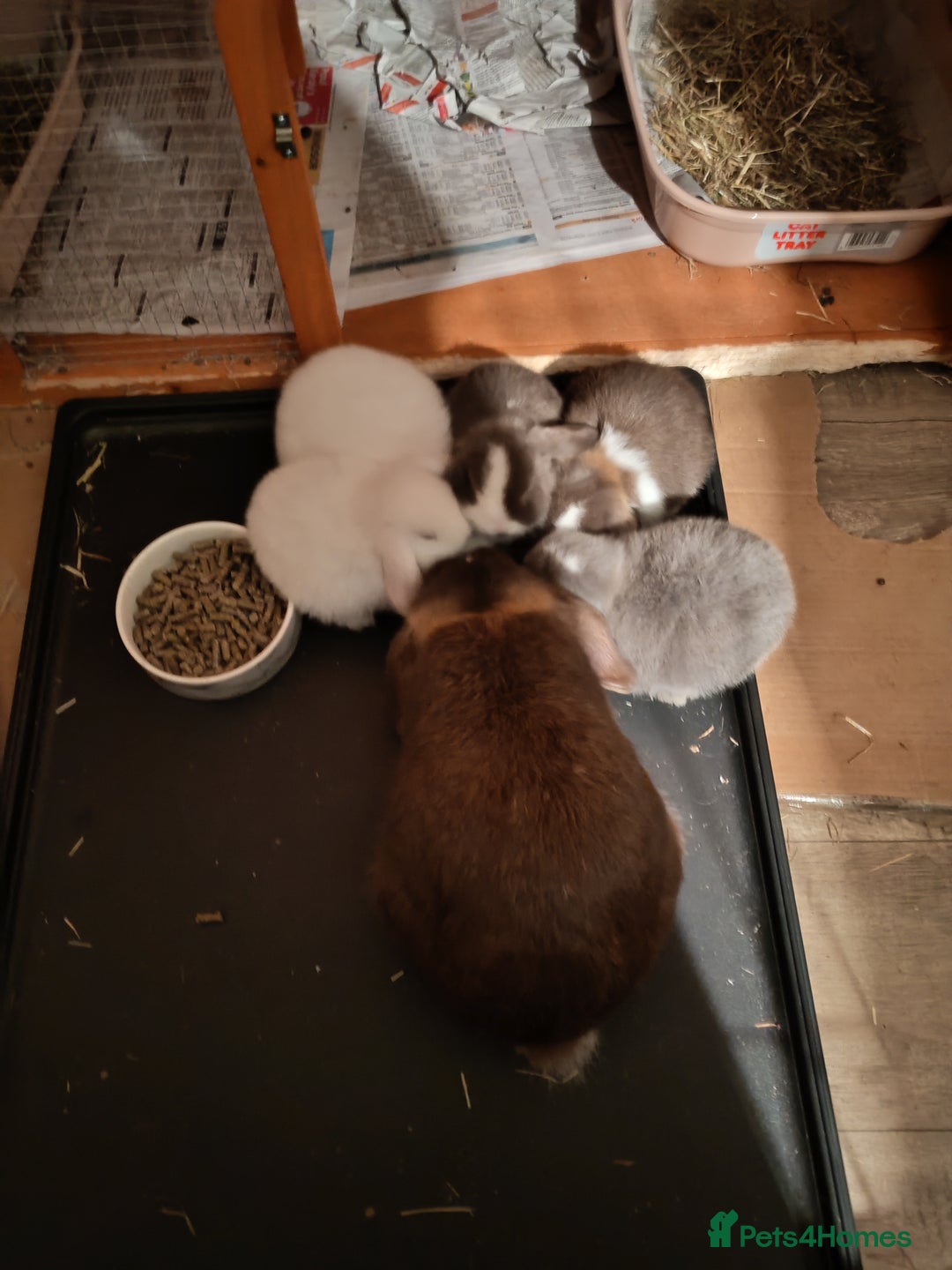 Mini Lop rabbits for sale: Pure female mini lop - Image 4
