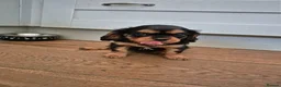 Cavalier King Charles Spaniel dogs for sale: *LASY BOY* *READY * Cavalier King Charles Puppies  - Advert 22