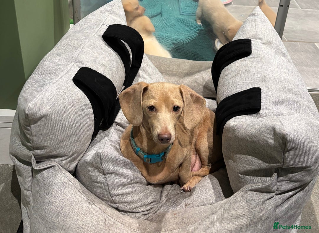 Mixed Breed dogs for sale: 🌟 Beautiful Cream Pomweenie Puppies Available 🌟 - Advert 2