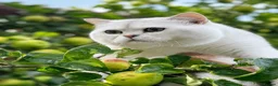British Shorthair cats for stud: Superb quality NS12 for stud duties ONLY - Advert 5