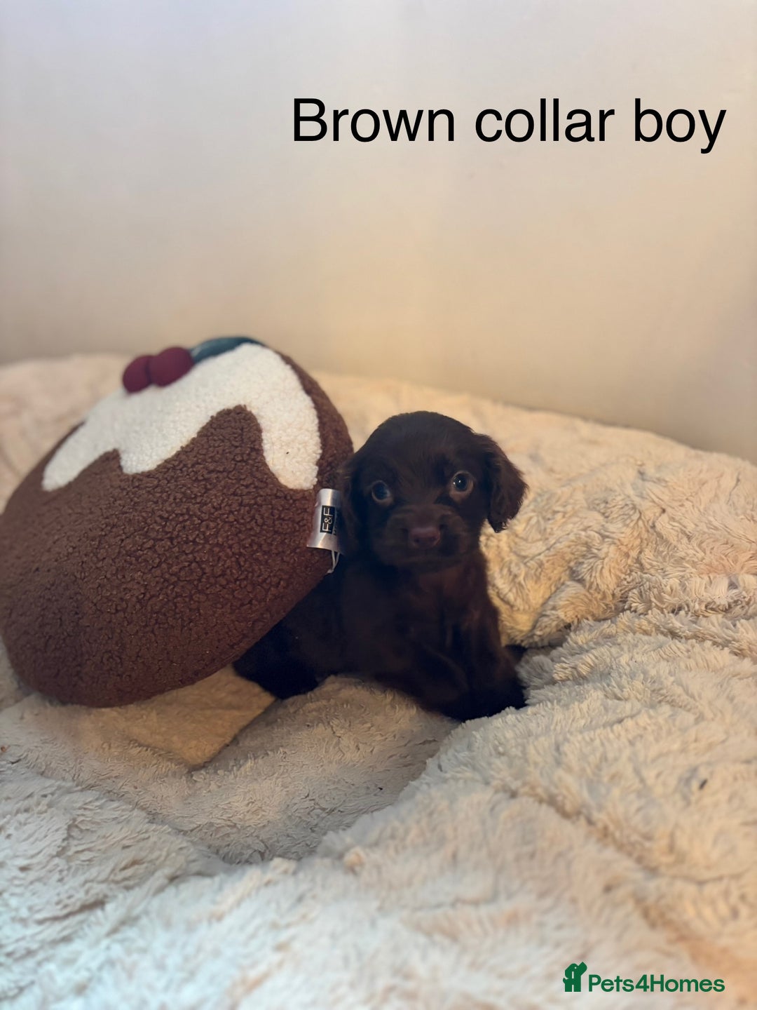 Sprocker dogs for sale: 🐾5 beautiful F1B sprocker spaniels - Advert 20