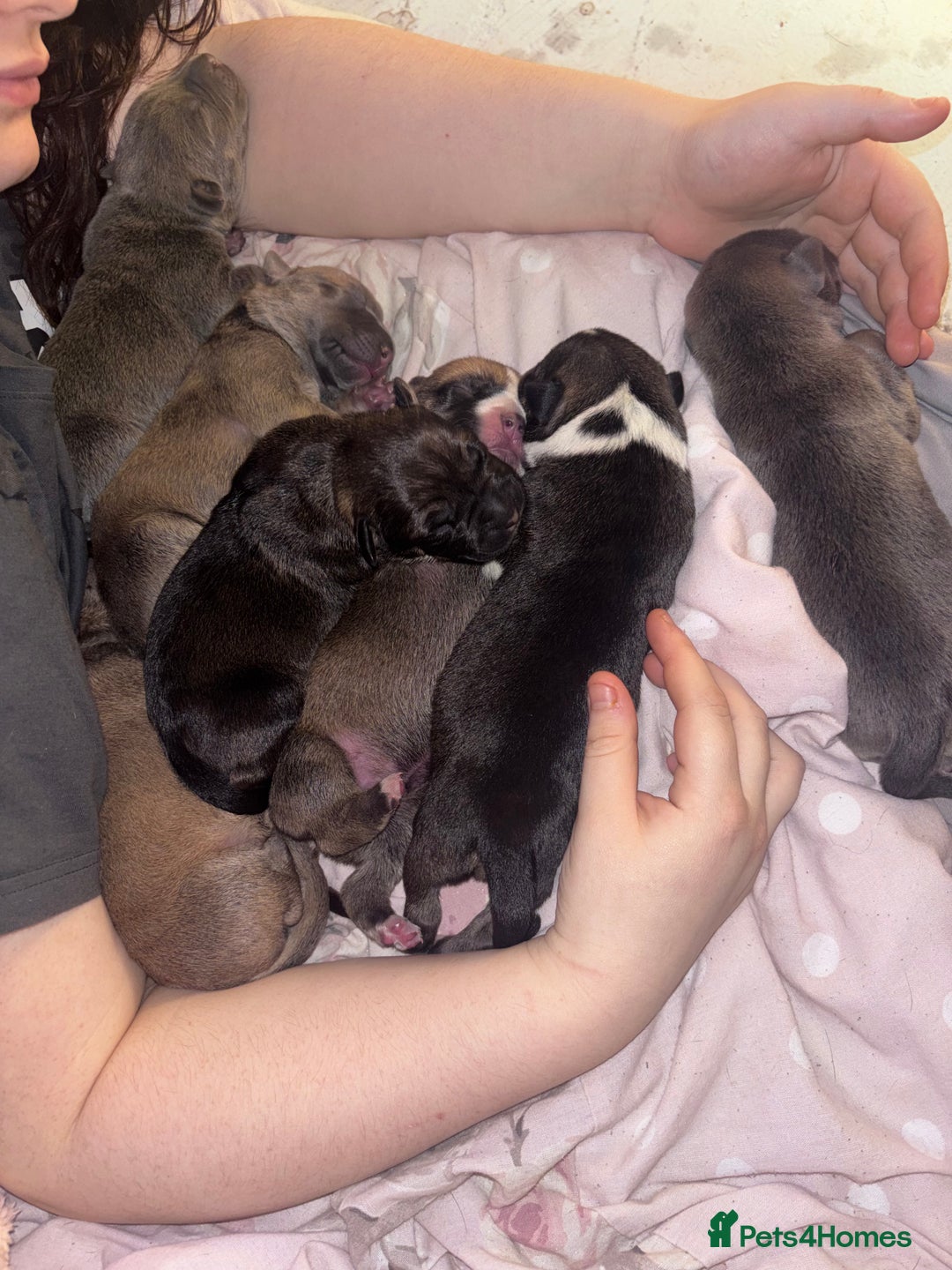 Mixed Breed dogs for sale: Puppies for sale  - Advert 8