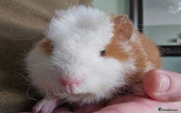 Guinea Pig rodents for sale: 7 Week Old Indoor Baby Guinea Pigs Male and Female - Image 2
