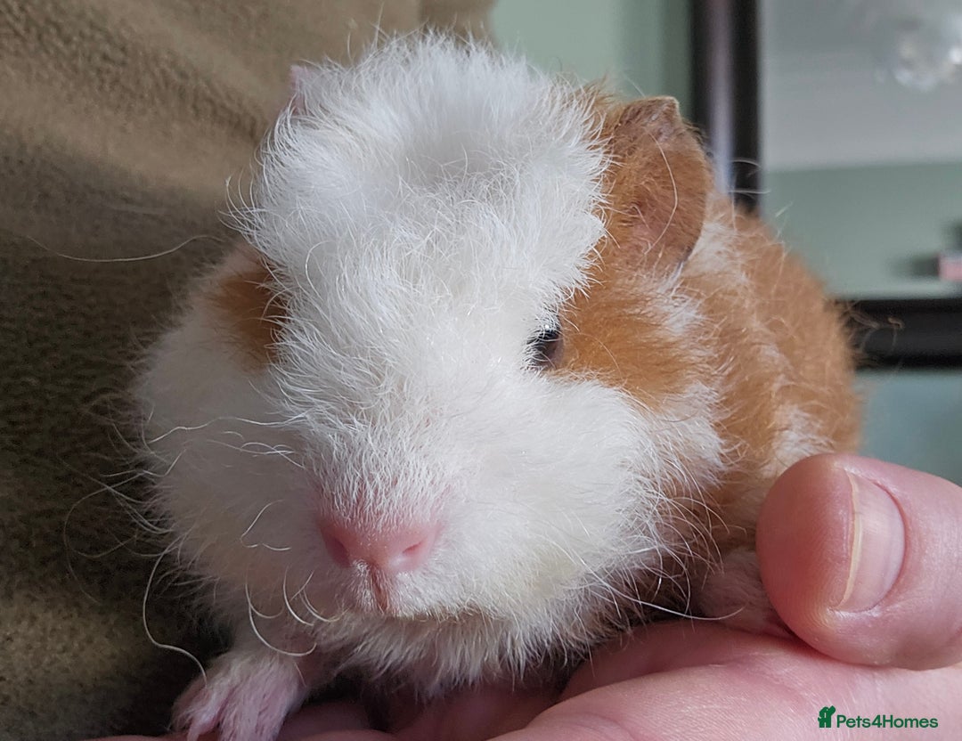 Guinea Pig rodents for sale: 7 Week Old Indoor Baby Guinea Pigs Male and Female - Image 2