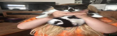 Mixed Breed 2